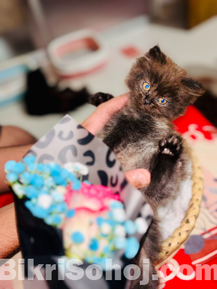 Traditional Persian kittens